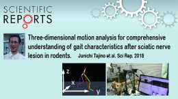 Analyzing locomotion of sciatic nerve injury model of rats by applying three-dimensional motion capture system.